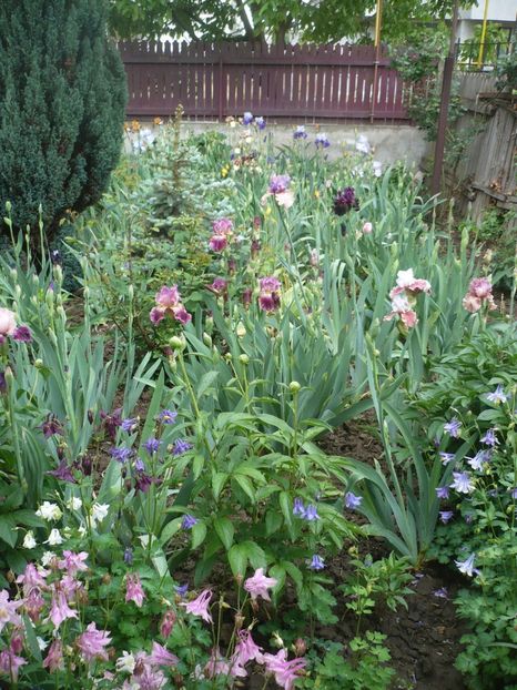 P1360890 - GRADINA 2018