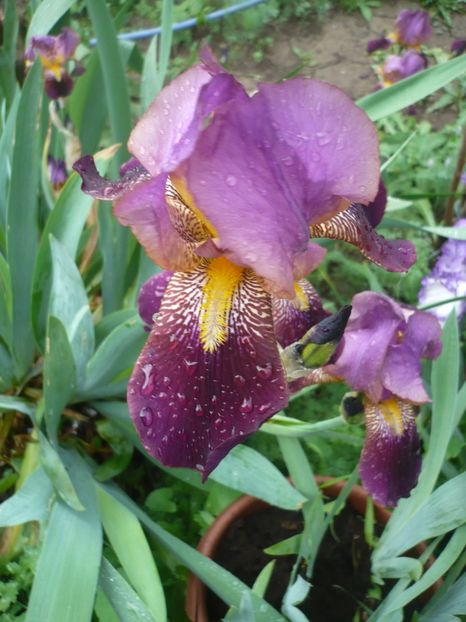 P1360893 - GRADINA 2018