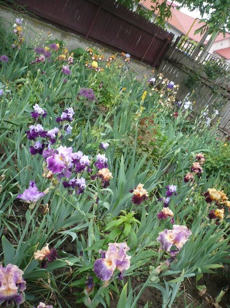 P1360906 - GRADINA 2018