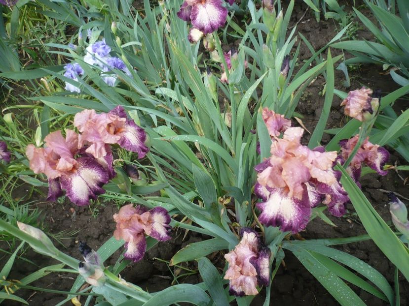 P1360907 - GRADINA 2018