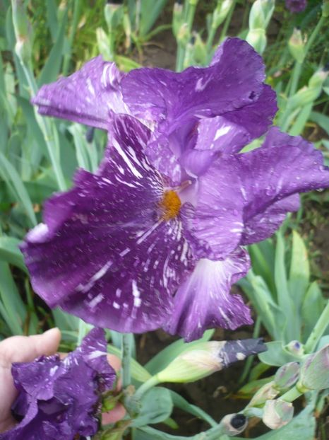 P1360909 - GRADINA 2018