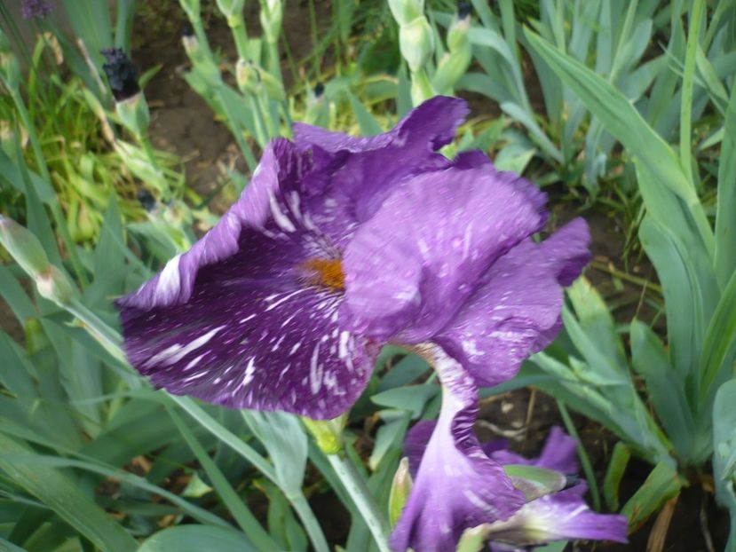 P1360910 - GRADINA 2018