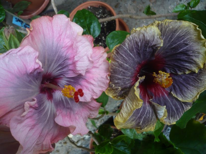 P1360897 - HIBISCUSI 2018-1