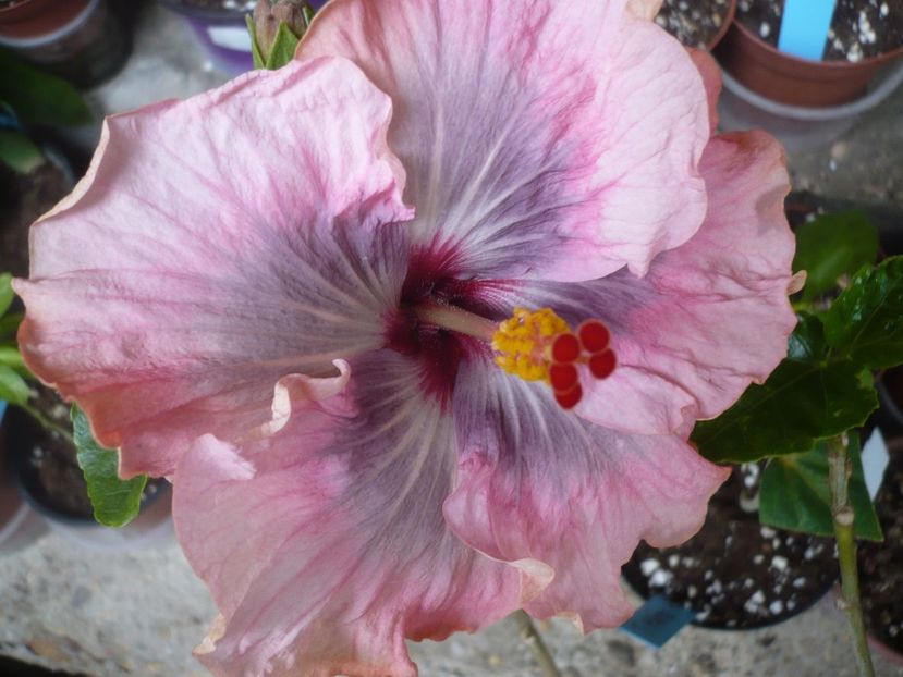 P1360898 - HIBISCUSI 2018-1
