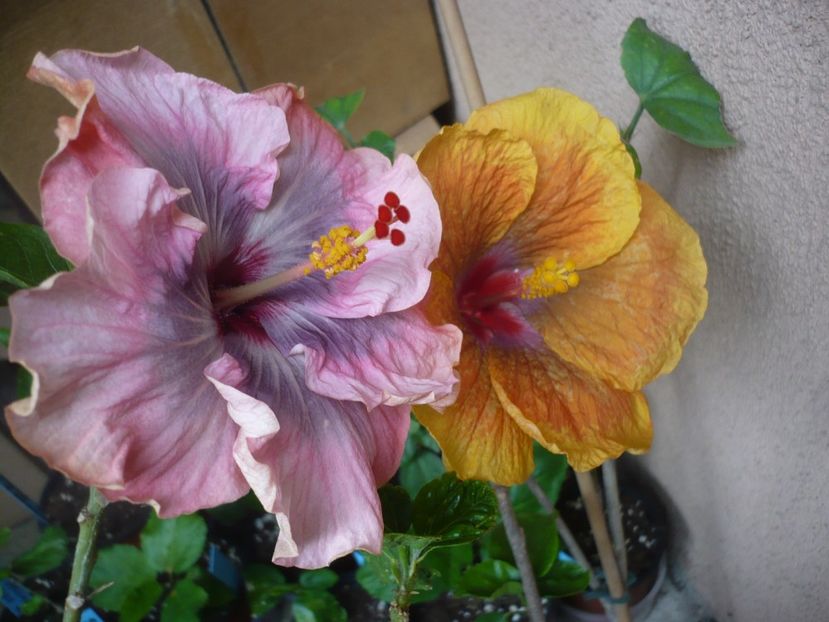 P1360899 - HIBISCUSI 2018-1
