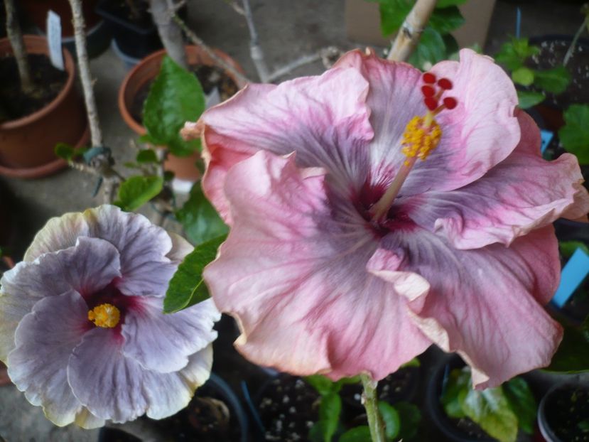 P1360901 - HIBISCUSI 2018-1