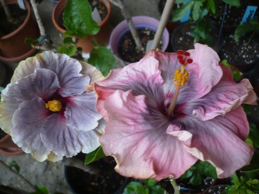 P1360902 - HIBISCUSI 2018-1