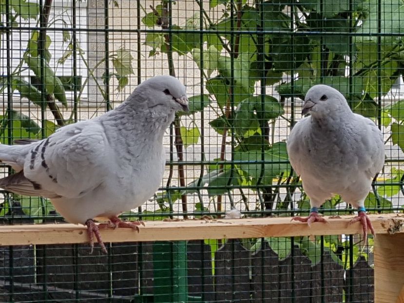 Tată &fiu - 0-VRdF-2018