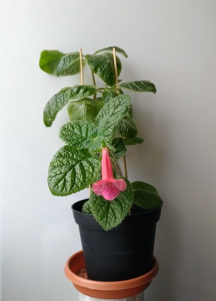 9.05.2018 - EW Spring Melody 2017 - 2018