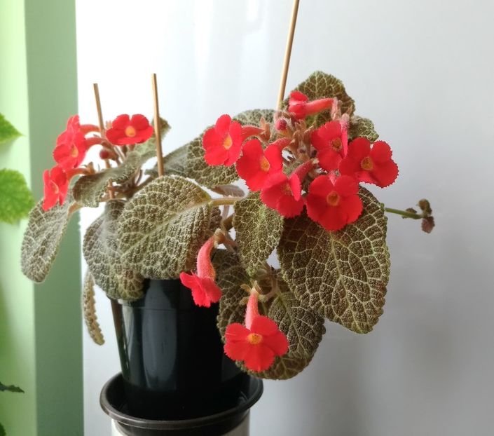  - Tiger-Stripe 2016 - 2017 - 2018