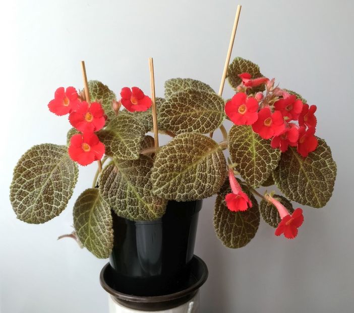 P_20180509_124802_vHDR_Auto - Tiger-Stripe 2016 - 2017 - 2018