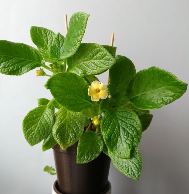 Tropical Topas - Tropical-Topas 2016 - 2017- 2018