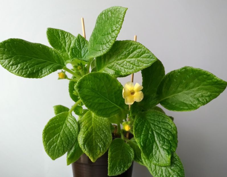  - Tropical-Topas 2016 - 2017- 2018