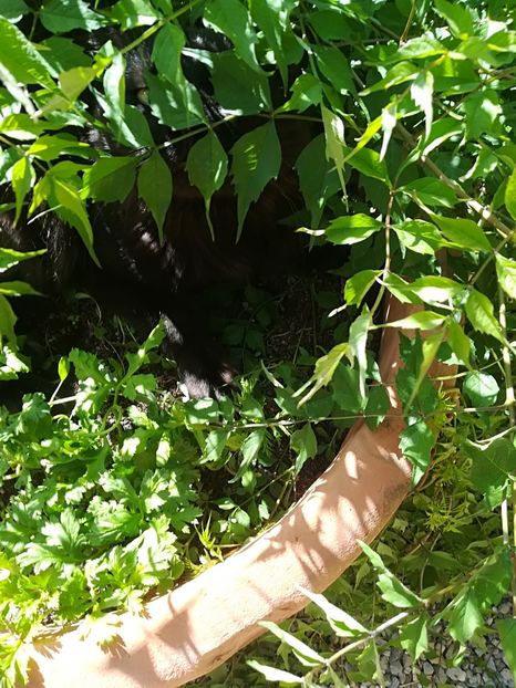  - Bucuriile primaverii 2018