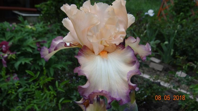 platit ca Whispering Spirit ... - Irisi -partea I-a