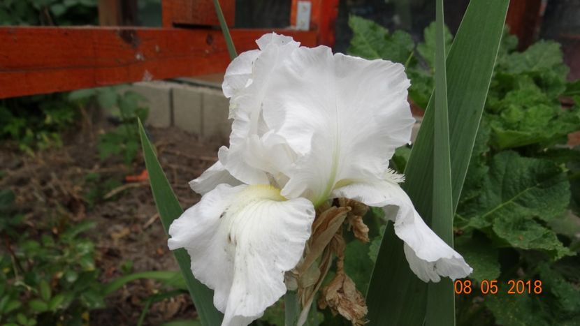 Immortality - Irisi -partea I-a