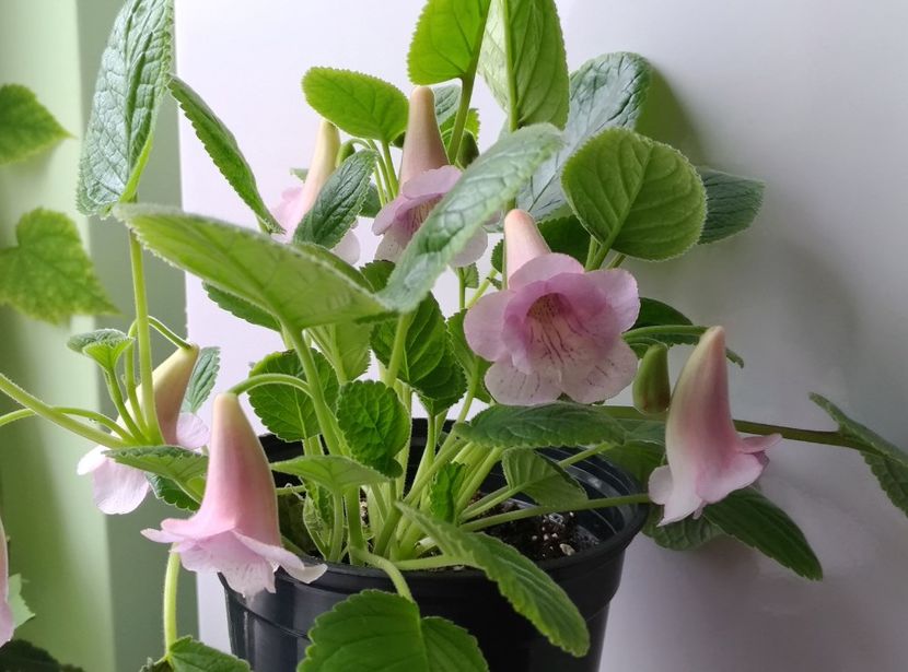  - Amanda_s Penny x Playfull Purpoise 2017 - 2018