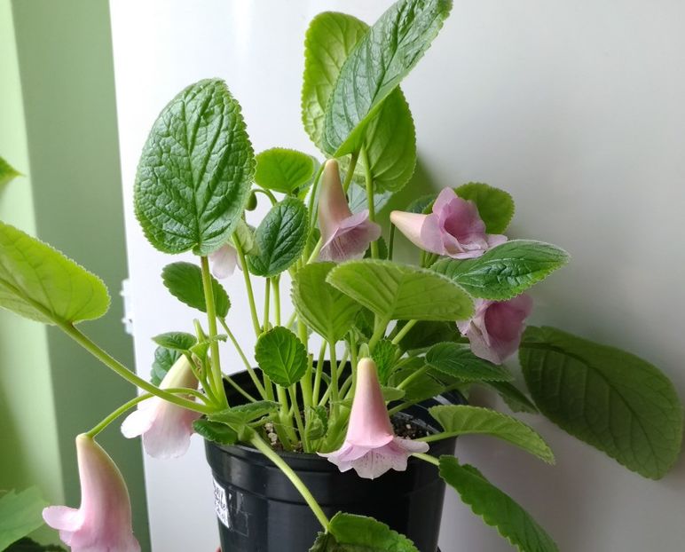  - Amanda_s Penny x Playfull Purpoise 2017 - 2018