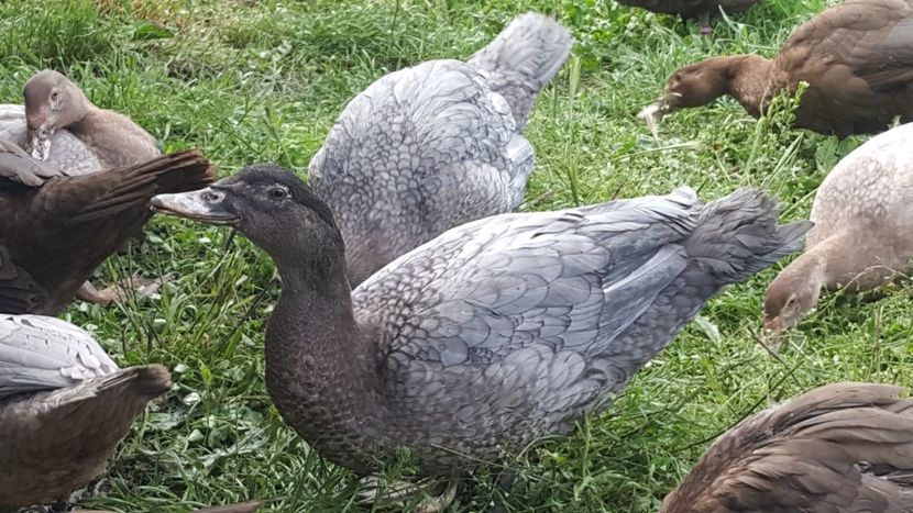 warzenenten blau - Bomboane asortate 2018