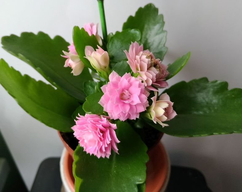 9.05.2018 - Kalanchoe blossfeldiana 2018