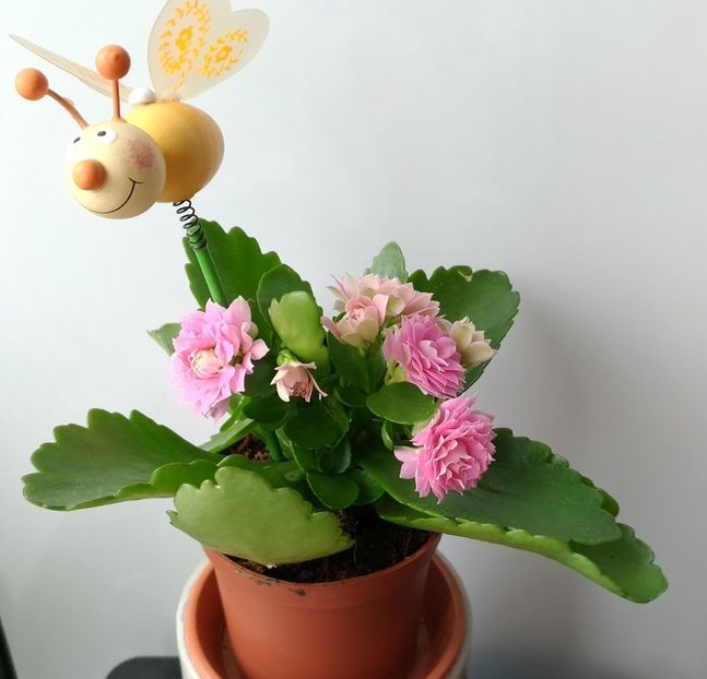  - Kalanchoe blossfeldiana 2018