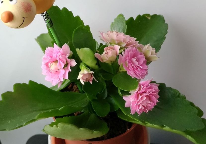  - Kalanchoe blossfeldiana 2018