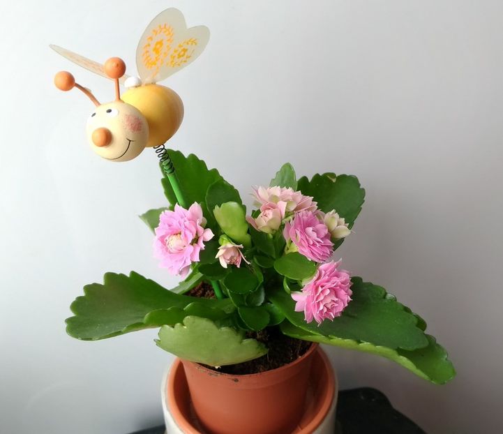  - Kalanchoe blossfeldiana 2018