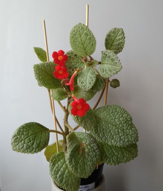 9.05.2018 - Lemon-Zest 2016 - 2017 - 2018