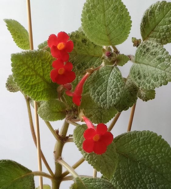  - Lemon-Zest 2016 - 2017 - 2018