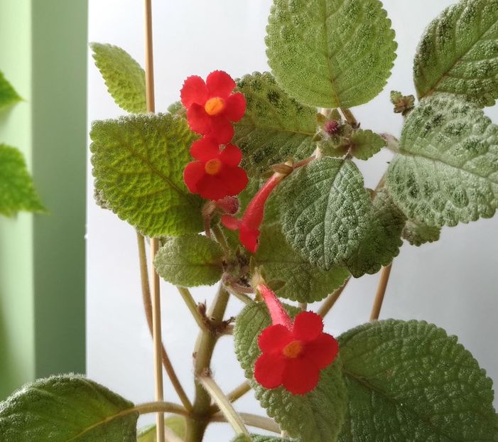  - Lemon-Zest 2016 - 2017 - 2018