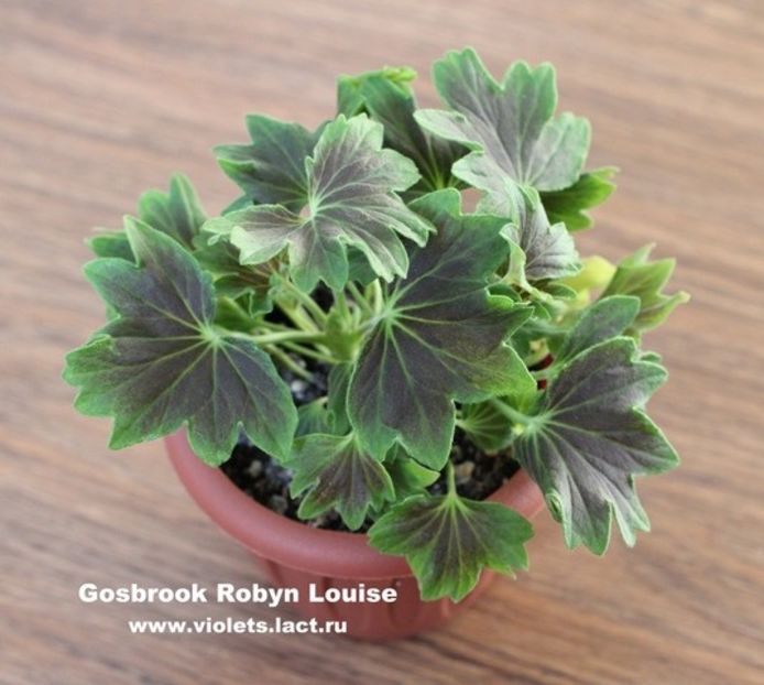 frunze--_Gosbrook_Robyn_Louise - provizoriu