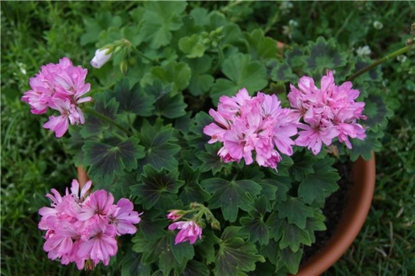 GOSBROOK ROBN LOUISE - provizoriu