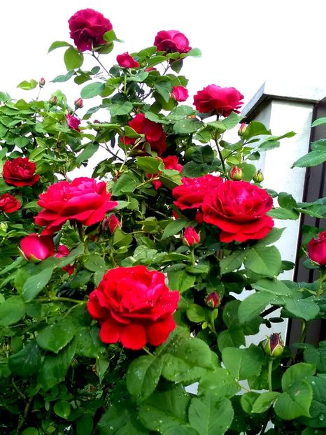  - Gradina luna mai 2018