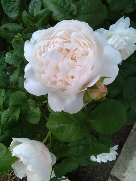  - Gradina luna mai 2018