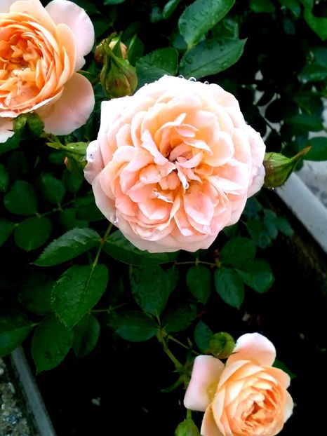  - Gradina luna mai 2018