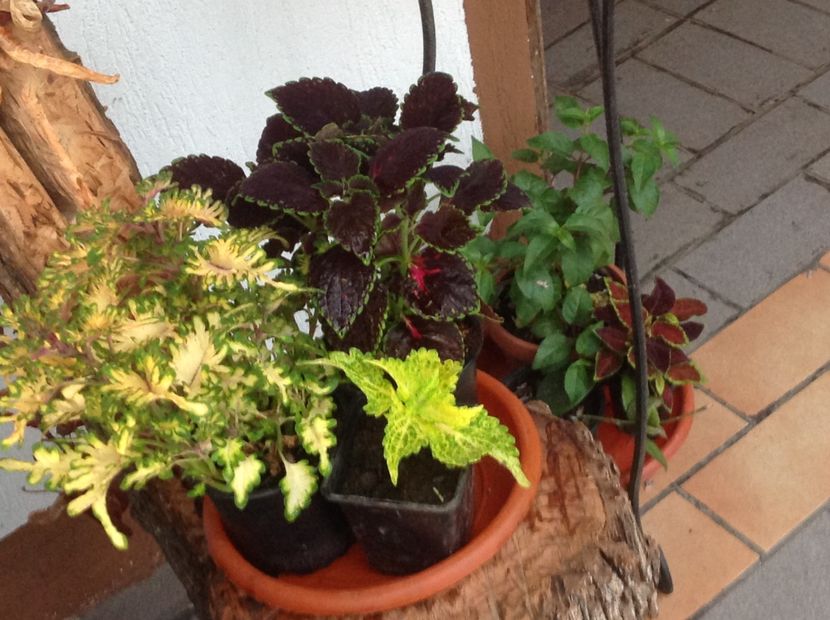  - Coleus Urzicuță