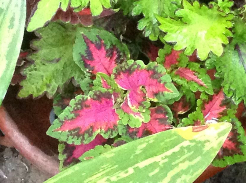 Sun Watermelon - Coleus Urzicuță