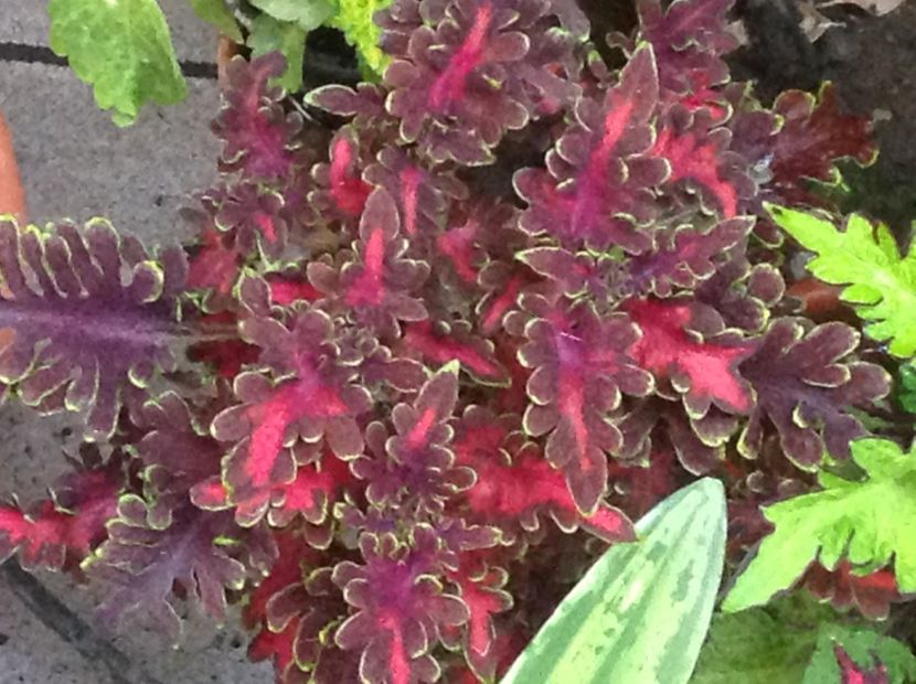 Kiwi Fern - Coleus Urzicuță