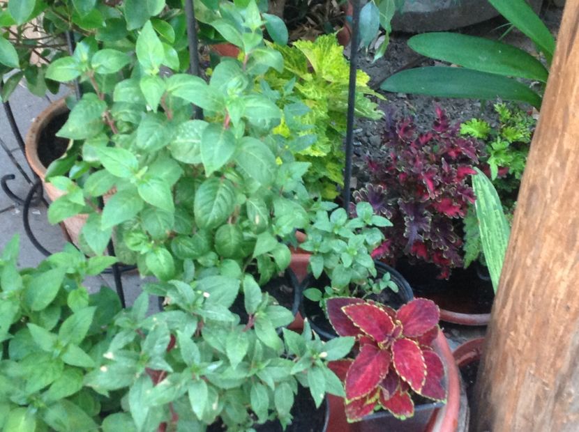  - Coleus Urzicuță
