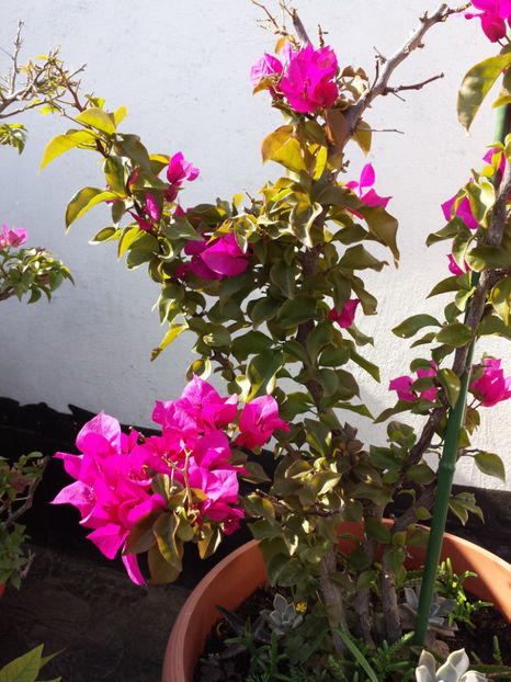  - Plante de balcon si camera - 2018