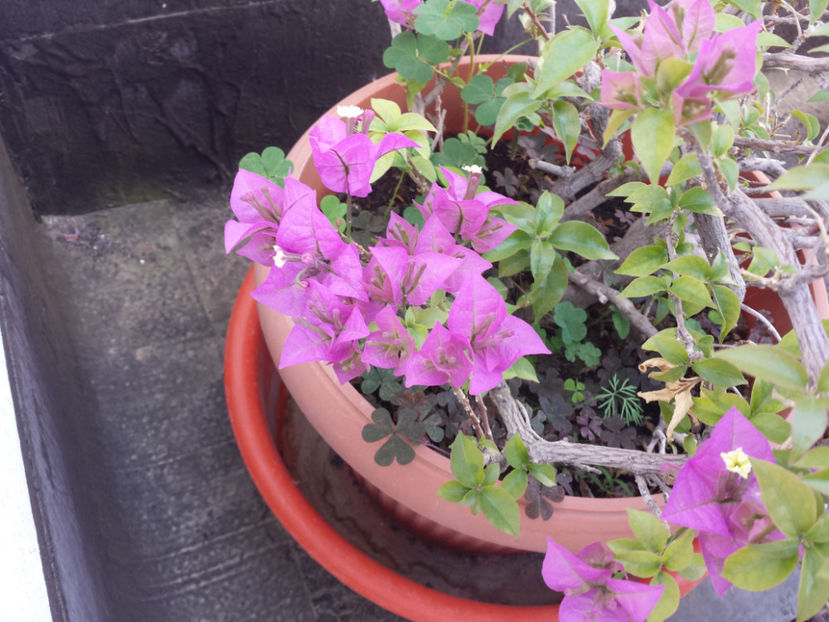  - Plante de balcon si camera - 2018