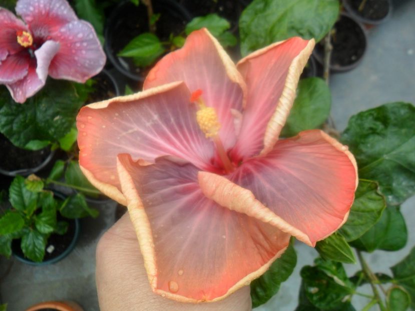  - Tahitian Purple Riple