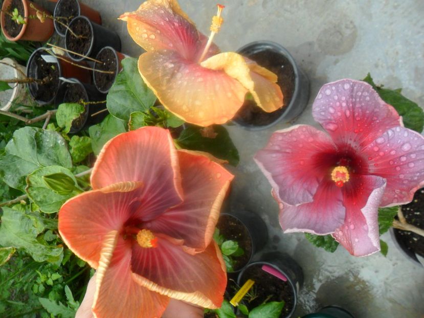  - Tahitian Purple Riple