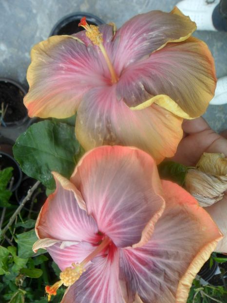  - Tahitian Purple Riple