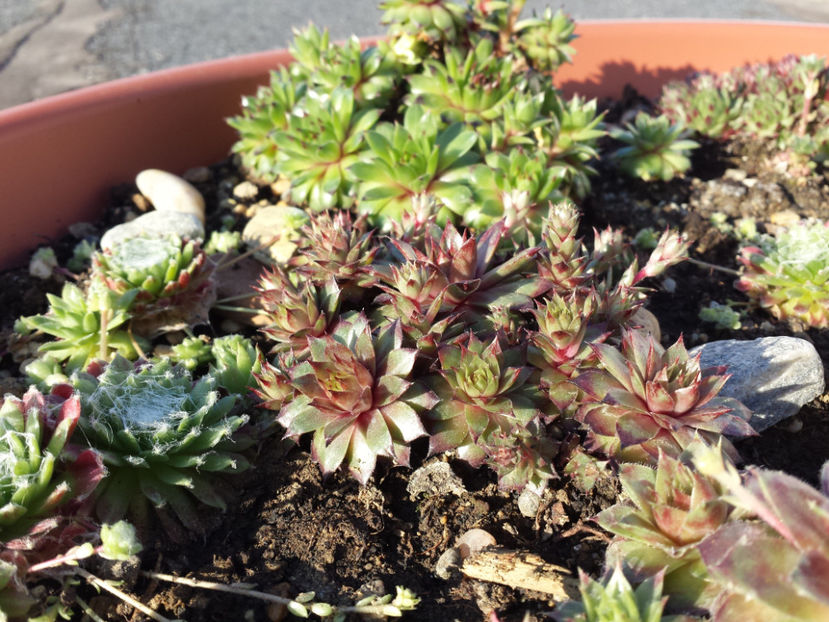  - Sempervivum - 2018 - 2020