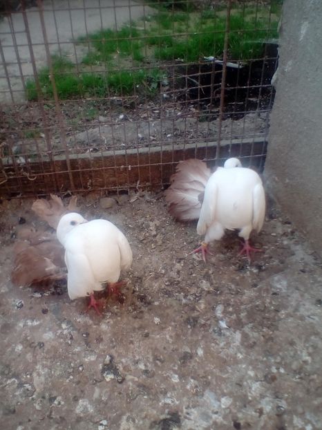  - B ___ VOLTATI CU COADA ROSIE