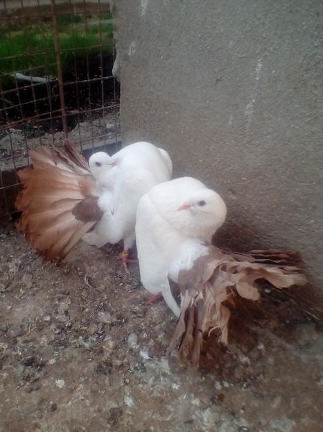  - B ___ VOLTATI CU COADA ROSIE