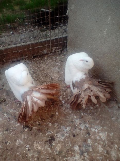  - B ___ VOLTATI CU COADA ROSIE