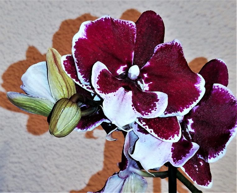 Phalaenopsis Reyoung Edie (Big Lip) - Phalaenopsis 1