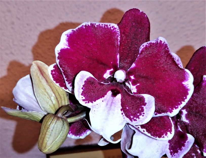  - Phalaenopsis 1